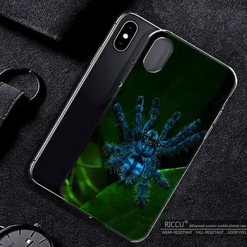 כחול מפחיד עכביש חמוד המחמד מקרה טלפון עבור iPhone 11 12 Pro Max X XS XR 7 8 7Plus 8Plus 6S SE סיליקון רך Case כיסוי - התמונה 2  